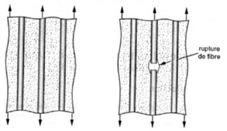 Traction longitudinale : rupture des fibres